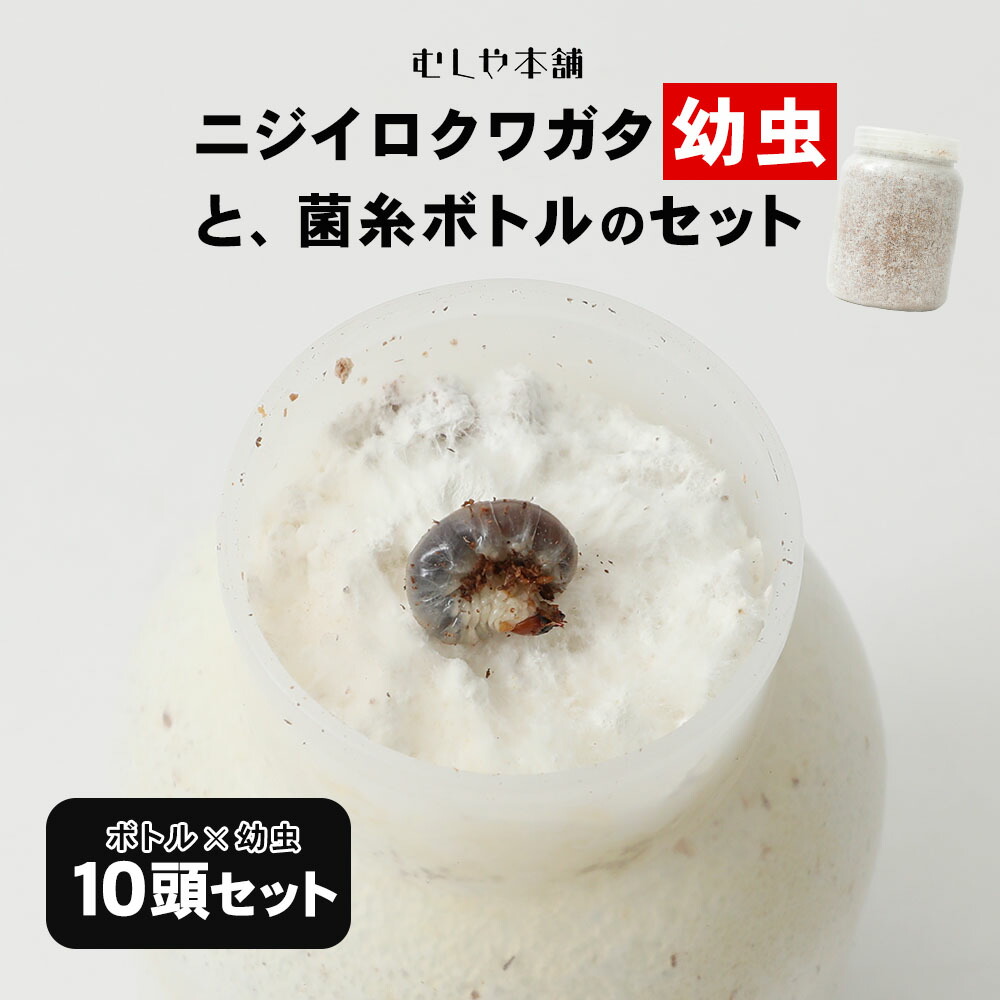 極上！黒アワビタケ菌糸瓶ニジイロクワガタに抜群！特殊アミノ酸強化