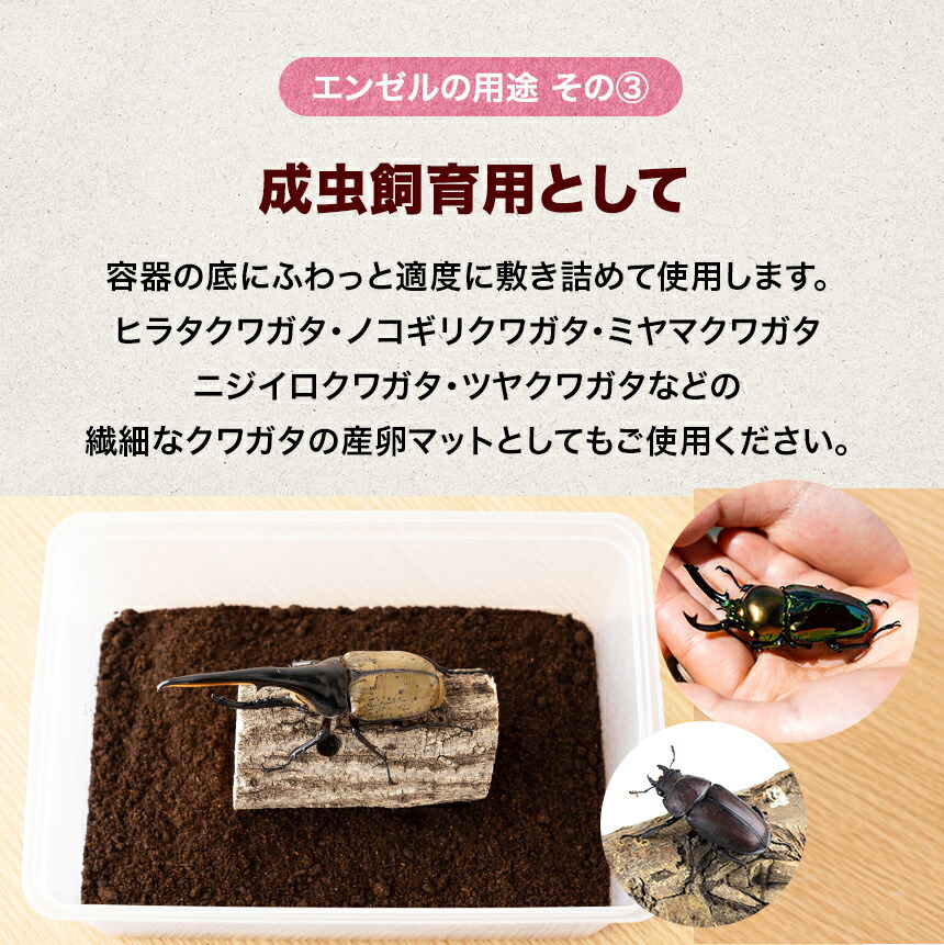 楽天市場】むしや本舗 カブトムシ産卵専用マット エンゼル カブトムシ