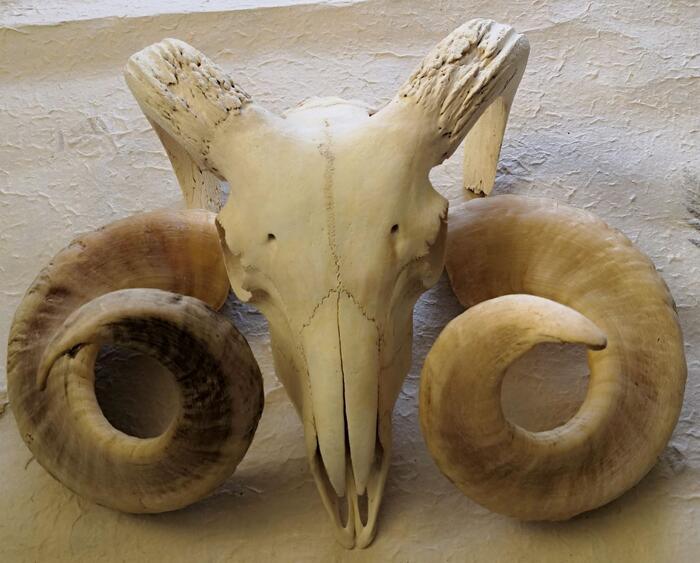 楽天市場】羊頭骨 角 標本 オブジェ 絵のモチーフ 壁掛け トロフィー