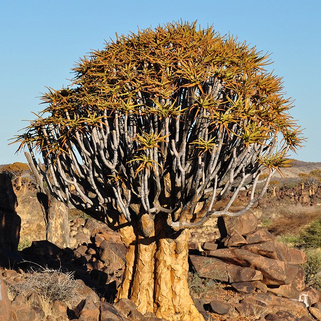 楽天市場】アロエ・ディコトマ 3.5号セラアート鉢 : 四国ガーデン楽天