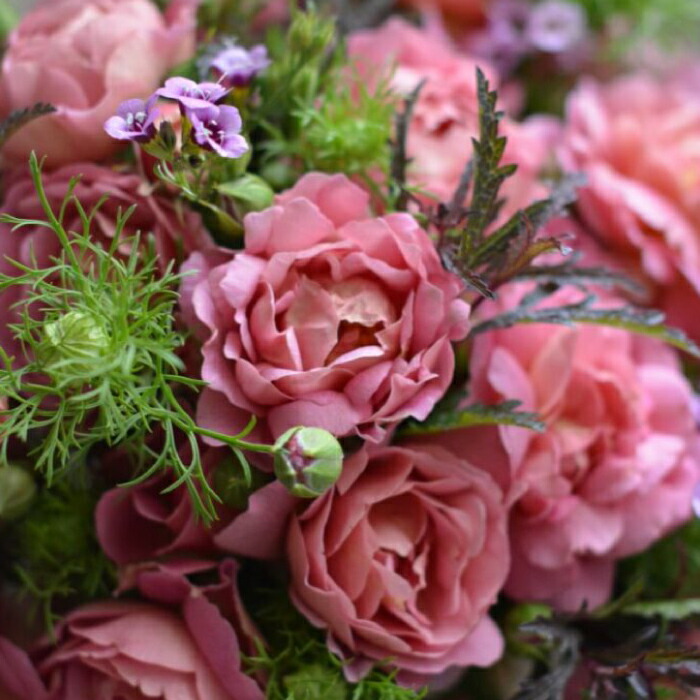 楽天市場】【2026年 早期予約】送料無料【グロッグ 新苗4号鉢】鉢植え