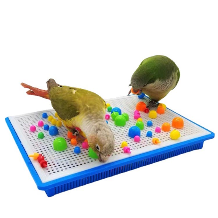 楽天市場】オカメインコ インコ 鳥用玩具 セキセイインコ 鳥用おもちゃ