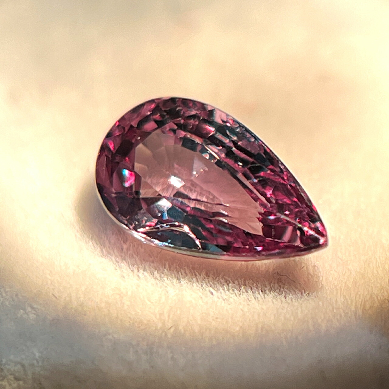 赤石加奈子ブリーダーのブログ｜世界一可愛い🥱あくび(23.7.7