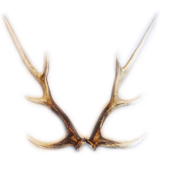 エゾシカの角 北海道 鹿の角 蝦夷鹿 送料込み！ 3セット 送料無料】 北海道