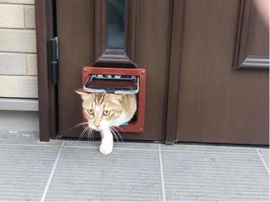 楽天市場】安心の旧PET-MATE正規品（closer pets)猫ドアR235（白