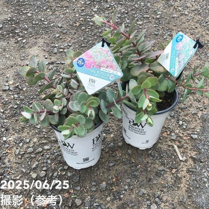 楽天市場】PW セダム モコランド シルバーチェリー 11cmロングポット×2