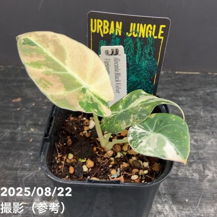 ポルトガル産コルク樹皮PL-102-10LL 61JAwNgKyIL._AC_UF350,