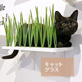 楽天市場】【animacolle キャットグラス】 公式 送料無料 キャット