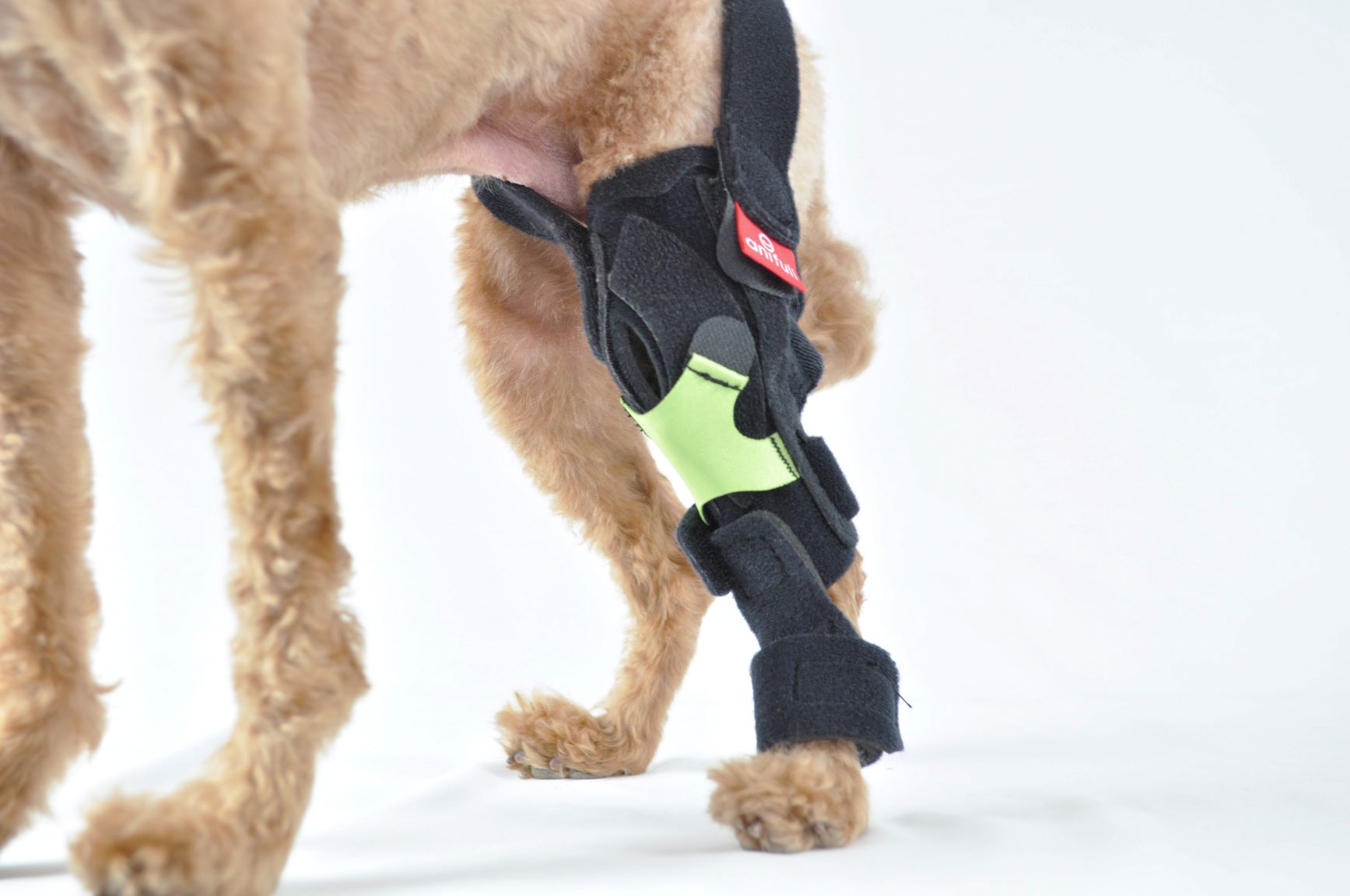 楽天市場】【anifull 公式】 オーダーメイド 犬用 膝サポーター 前十字