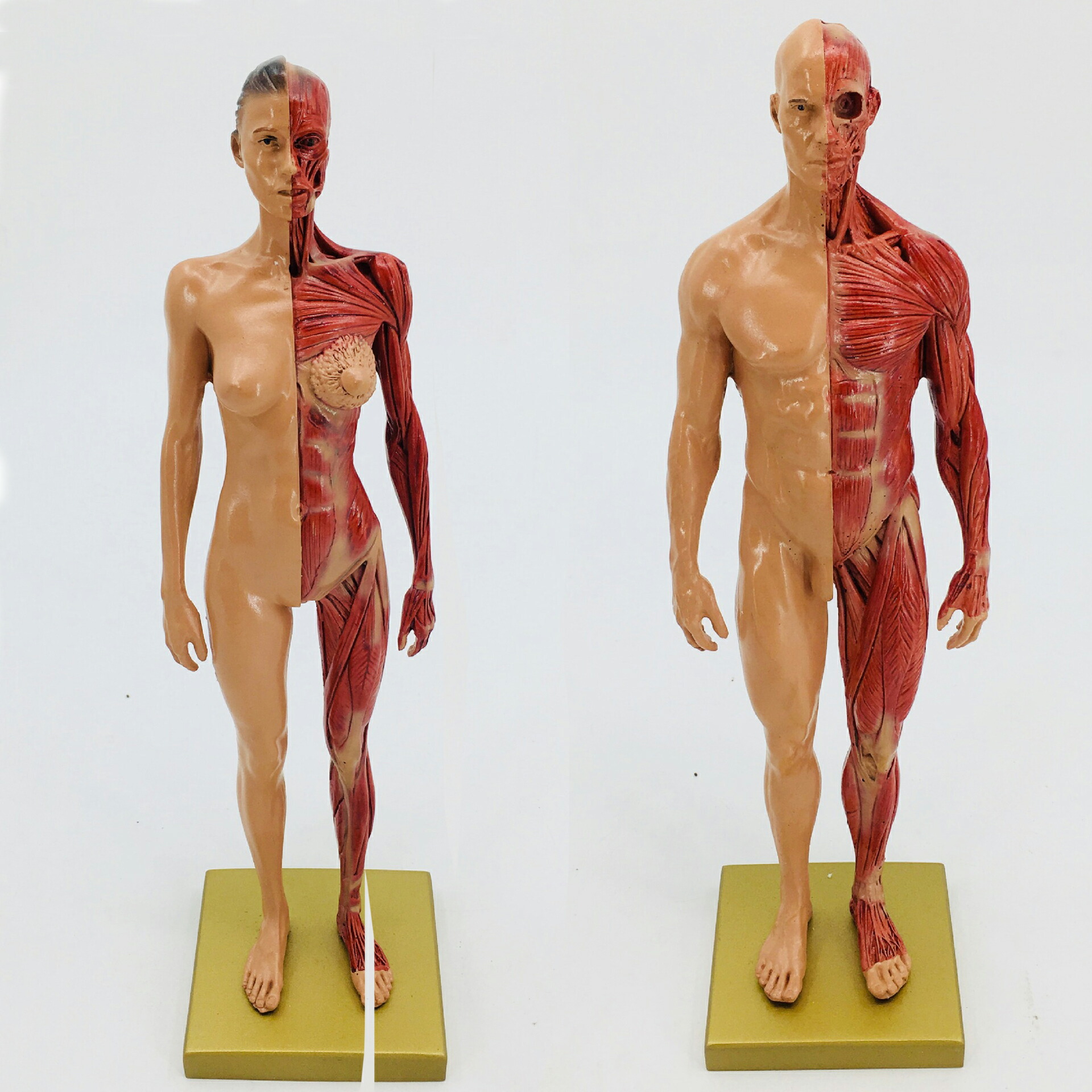 楽天市場】[楽天4位]人体モデル 人体模型 男性 女性 11インチ 約30cm