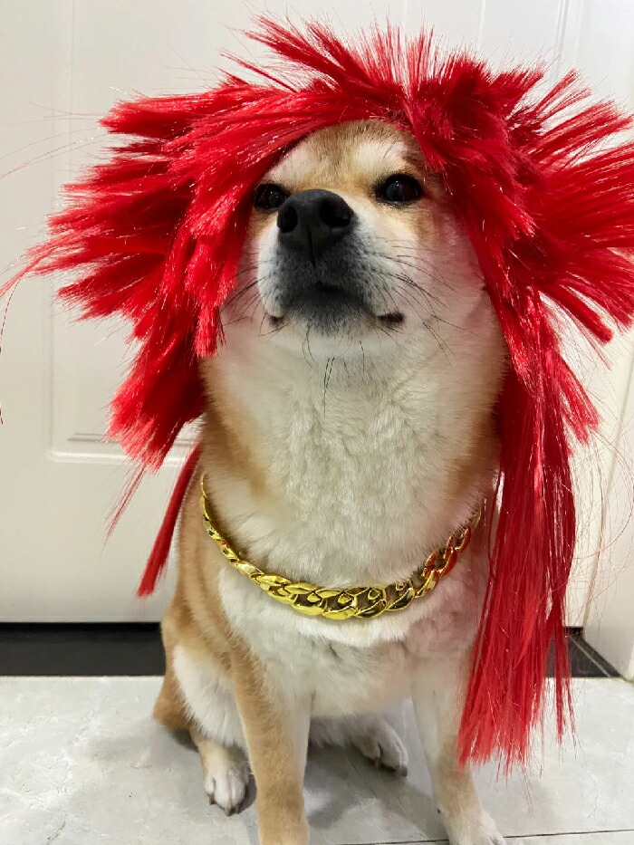 楽天市場】ハロウィン ウィッグ ペット用 コスプレ 犬猫 コスチューム