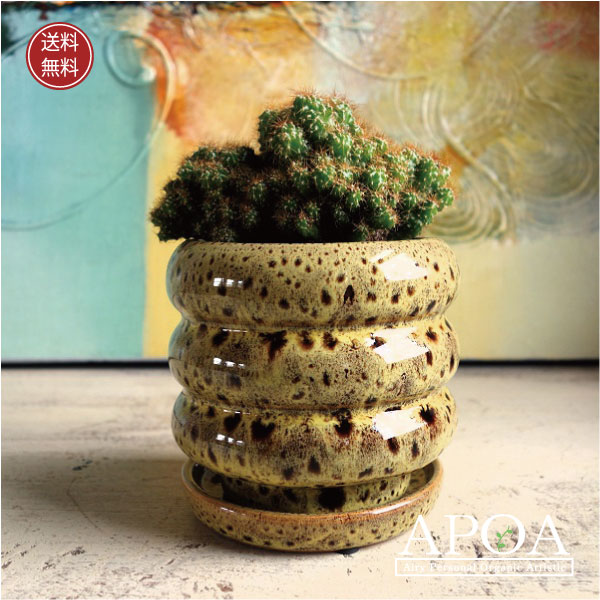 楽天市場】脳みそサボテン ブレインカクタス バリアビリス石化