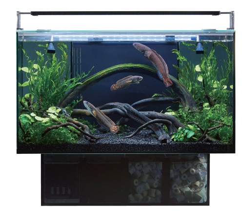 楽天市場】GEX グラステリア アグス AGS OF-450オーバーフロー水槽