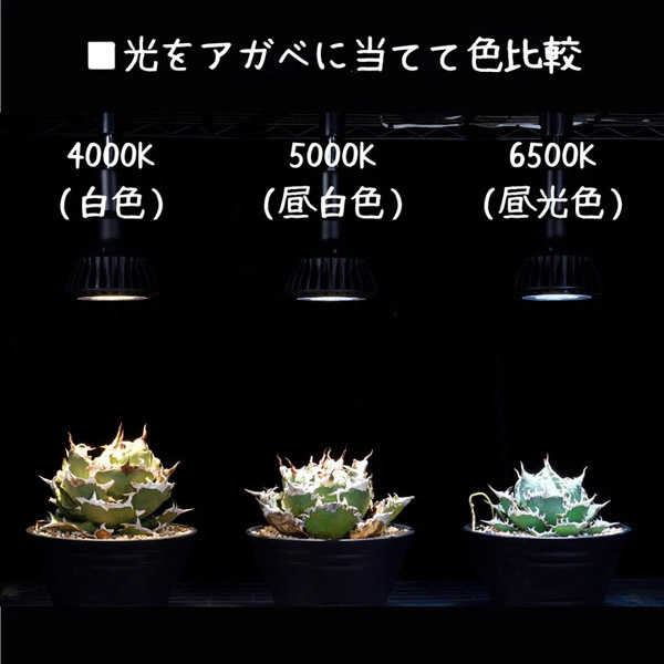 楽天市場】京セラ CERAPHIC いきもの電球 5000K(昼白色) : アクア