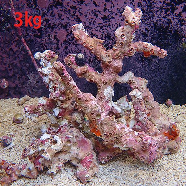 楽天市場】極上枝ライブロック 1キロ の価格!【ライブロック】15時