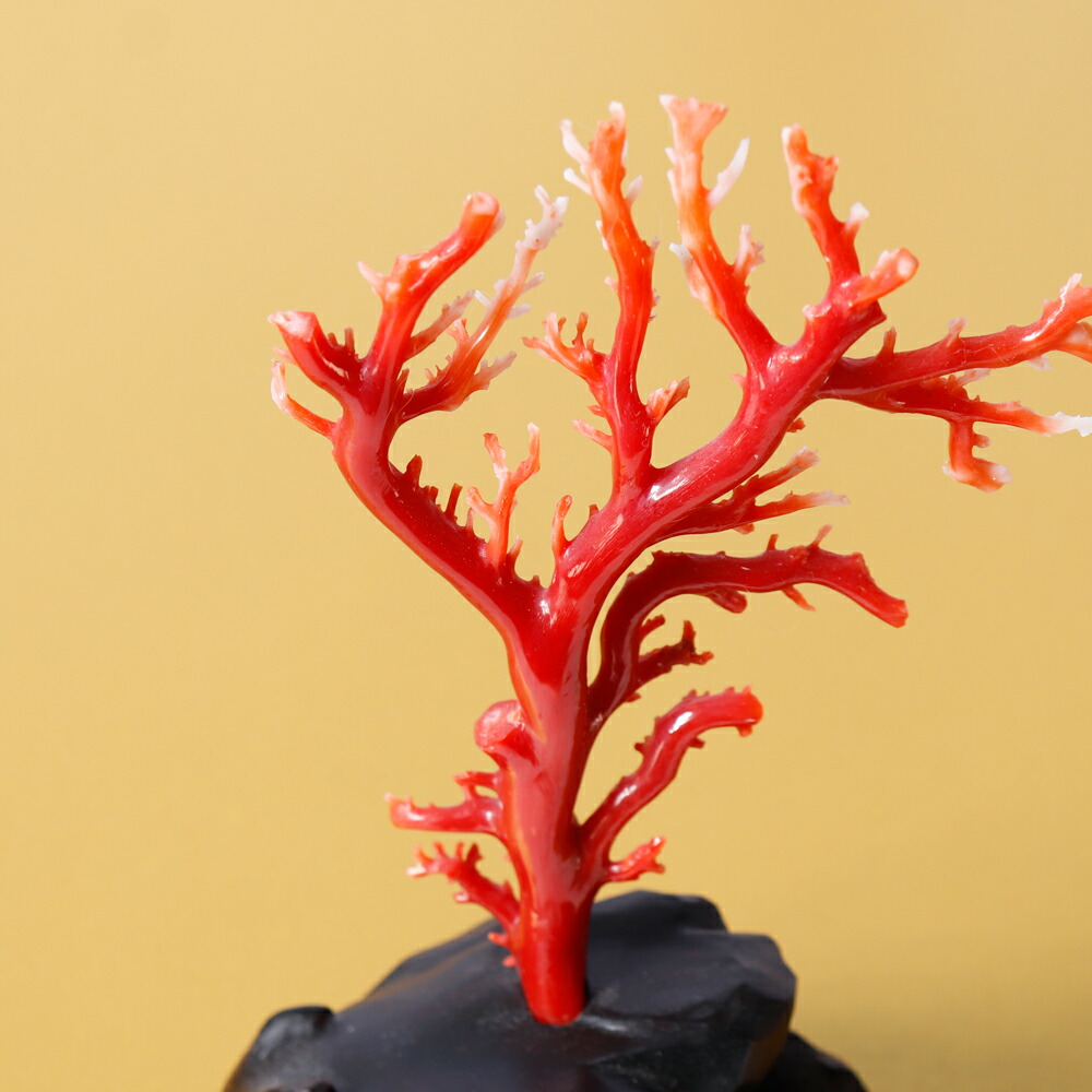 楽天市場】1点物 日本産血赤珊瑚『拝見』 3月 誕生石 珊瑚 置物 還暦祝