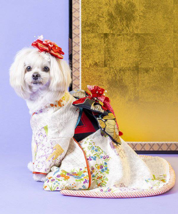 楽天市場】as know as 見返り振袖長ー白百合色ー 犬 着物 デワン : AS