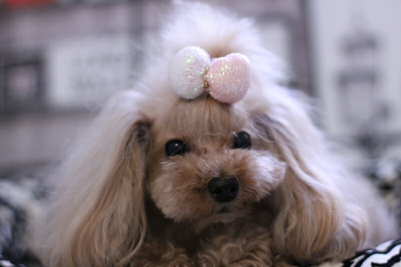 ワンちゃんリボン各種 cannanaonline_lb-254