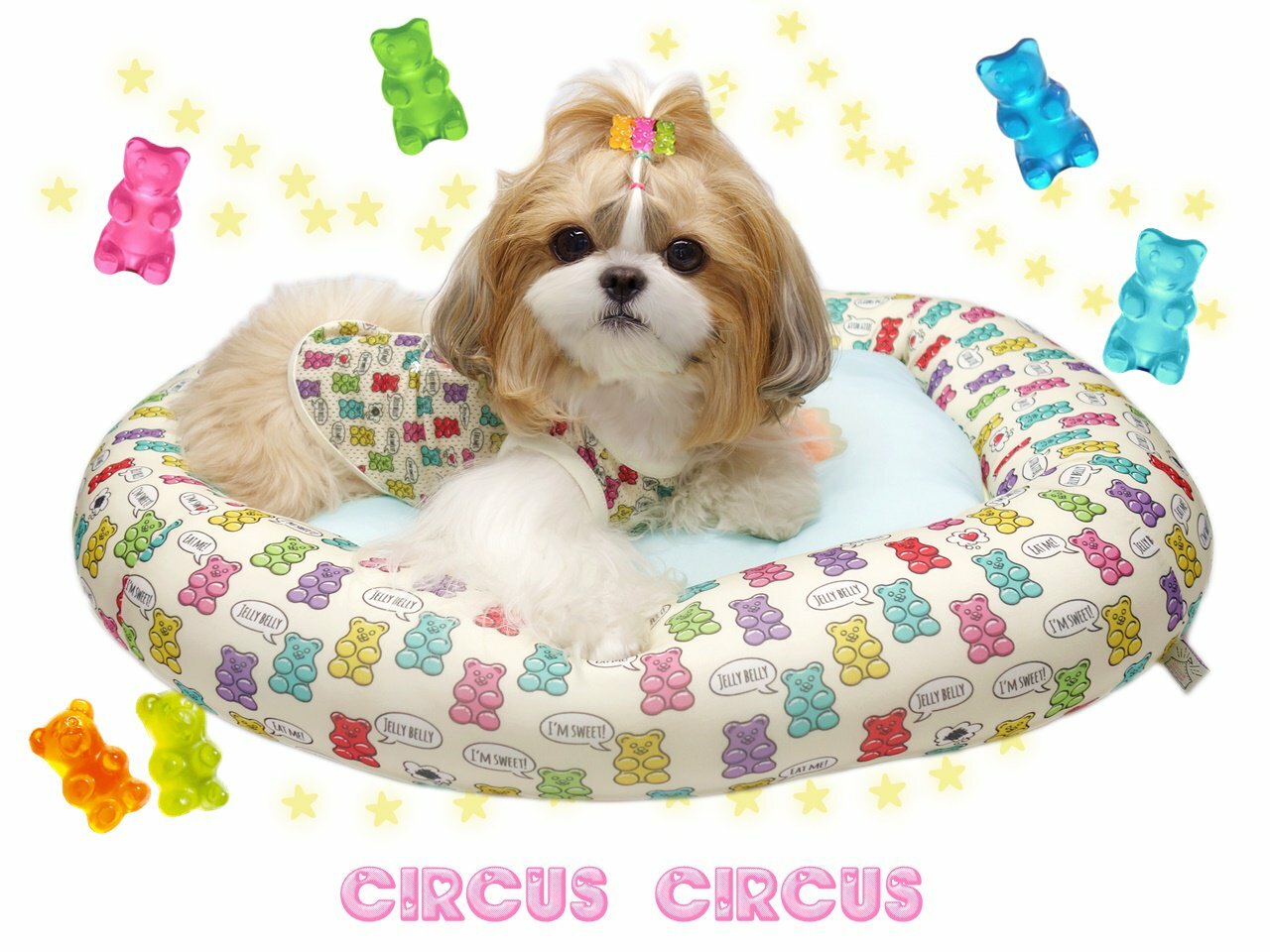 サーカスサーカス　ベッド　L 涼感加工　黒 楽天市場】 ドッグインテリア > Circus Circus サーカスサーカス