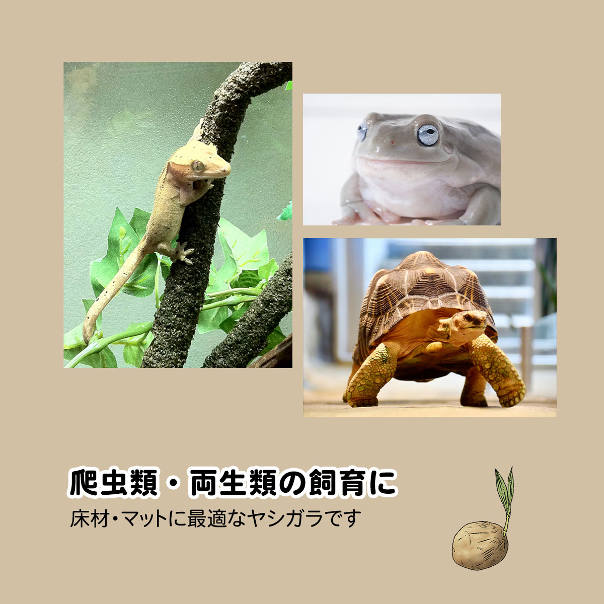 楽天市場】ヤシガラ 土 爬虫類 1L 細目 床材 飼育マット ハスク トカゲ