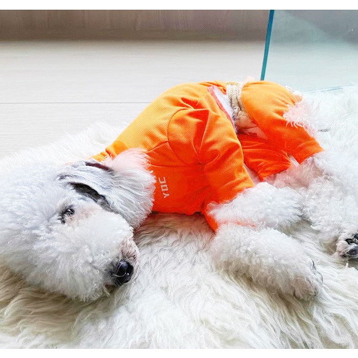 楽天市場】【送料無料】イタグレ 服 メッシュロンパース ネオンカラー