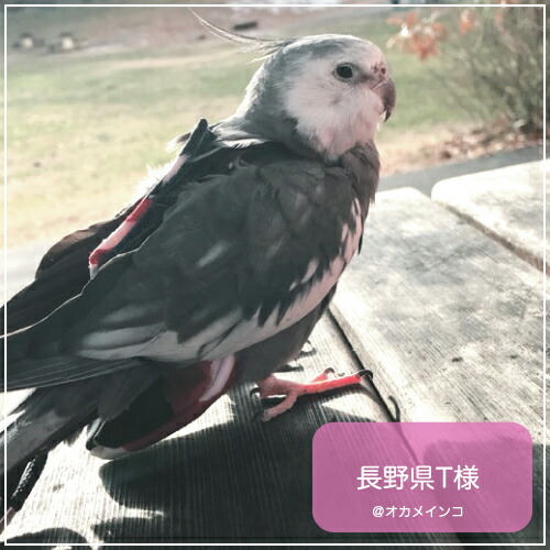 楽天市場】フライトスーツ ミディアム【Avian Fashions】 : 鳥グッズの