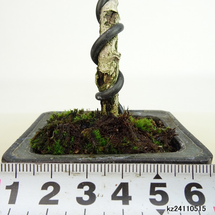 レア】宗像一蒼×大島まゆみコラボ ミニ盆栽鉢 【公式通販】