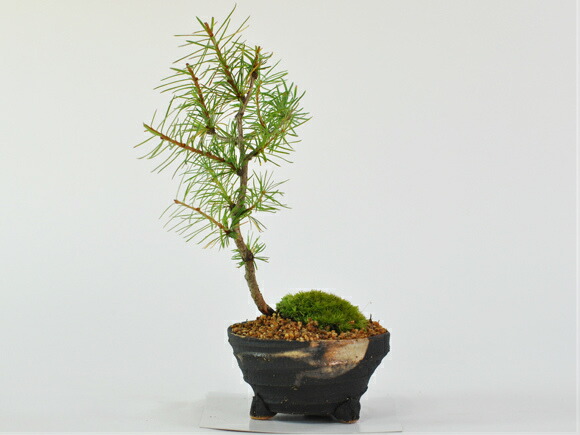 唐松 中品盆栽 カラマツ（唐松）04 盆栽の通販