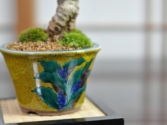 九谷 福美 絵鉢 盆栽鉢 九谷 福美 絵鉢 盆栽鉢 九谷 福美 絵鉢