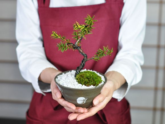 楽天市場】盆栽 イチイ 一位 松盆栽 松柏 ミニ盆栽 bonsai ぼんさい