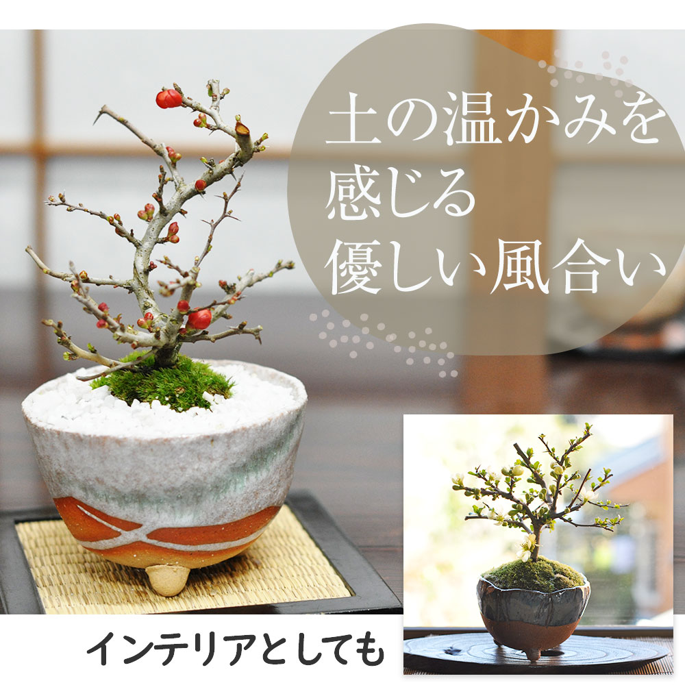 楽天市場】盆栽鉢 山野草鉢 信楽焼 白掛三ツ足 幅 11cm 3.5号 〜 4号