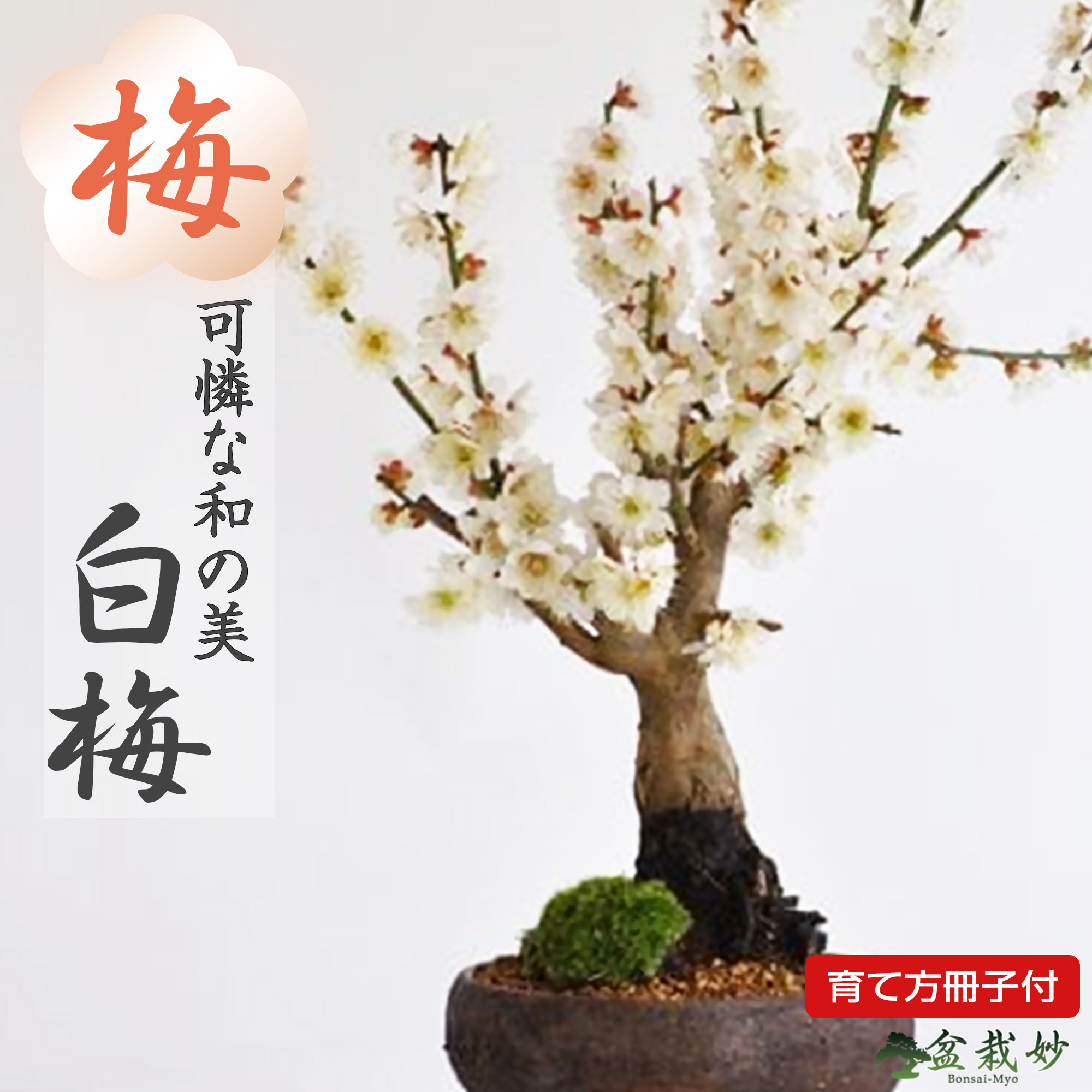 楽天市場】 盆栽鉢・山野草鉢 : 盆栽妙 楽天市場店