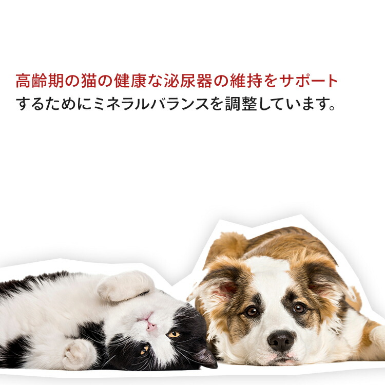 楽天市場】ロイヤルカナン 猫 キャット エイジング 12+ 400g 正規品 猫