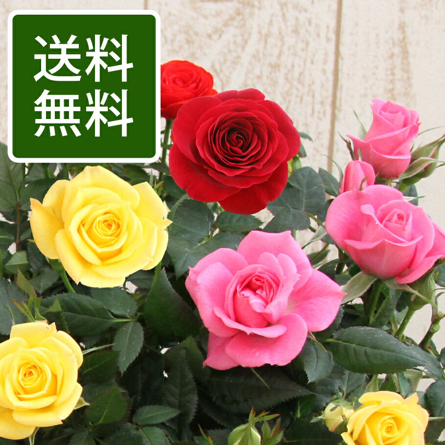 バラ売り可、コメ見て バラ売り可能 バラ売り可、コメ見て バラ売り