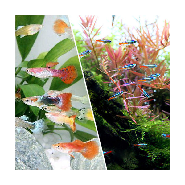 楽天市場】（熱帯魚）（水草）ビギナースタートセット ネオンテトラ