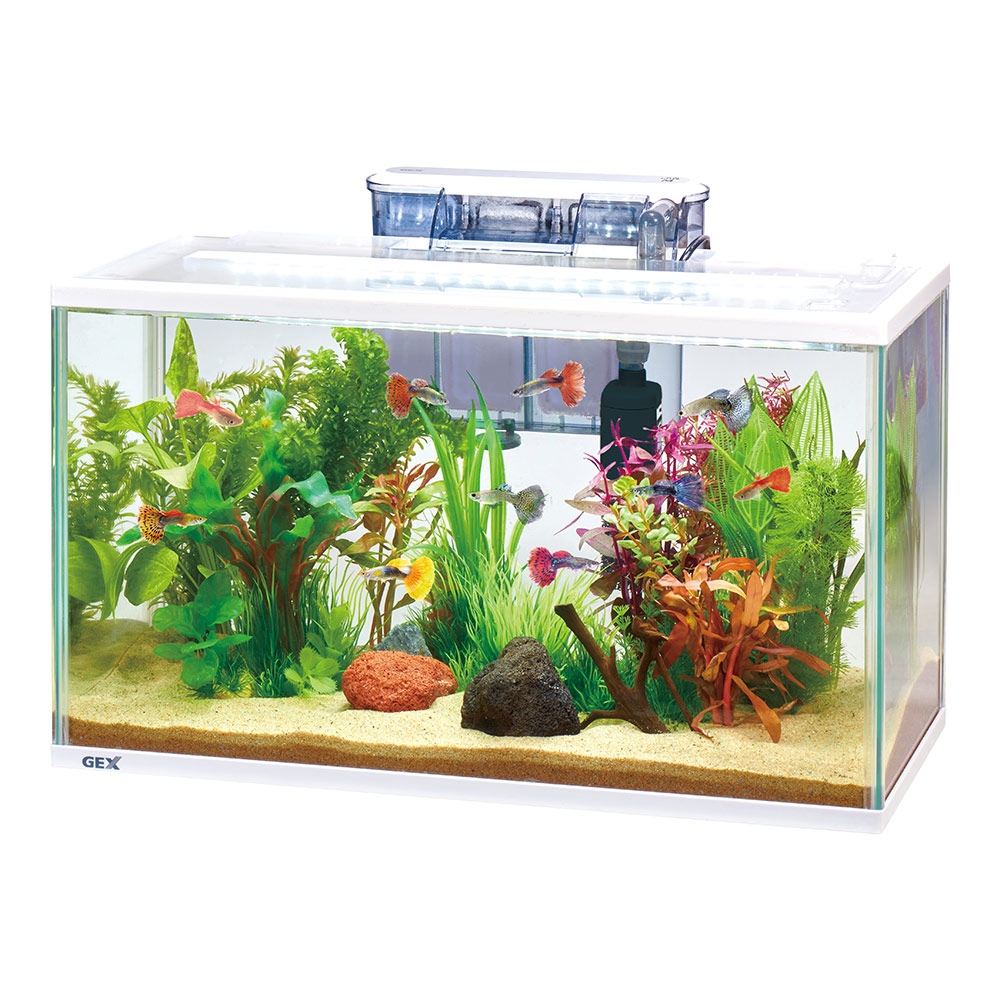 楽天市場】GEX ガラス水槽 スリムアクアセット500 50×24