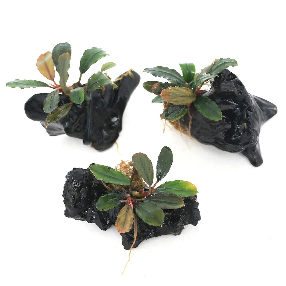 楽天市場】（水草）☆活着済☆ ブセファランドラsp．レインボー