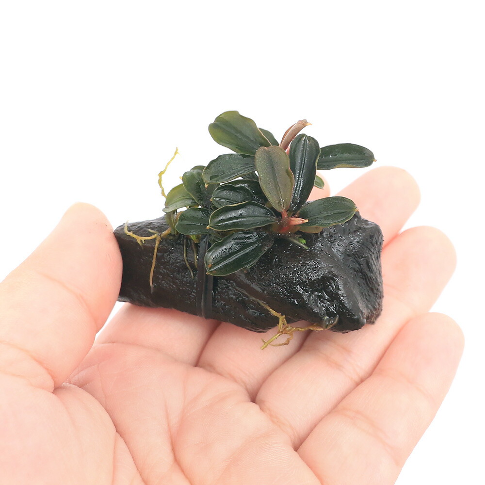 楽天市場】（水草）☆活着済☆ ブセファランドラsp．クダガンミニ