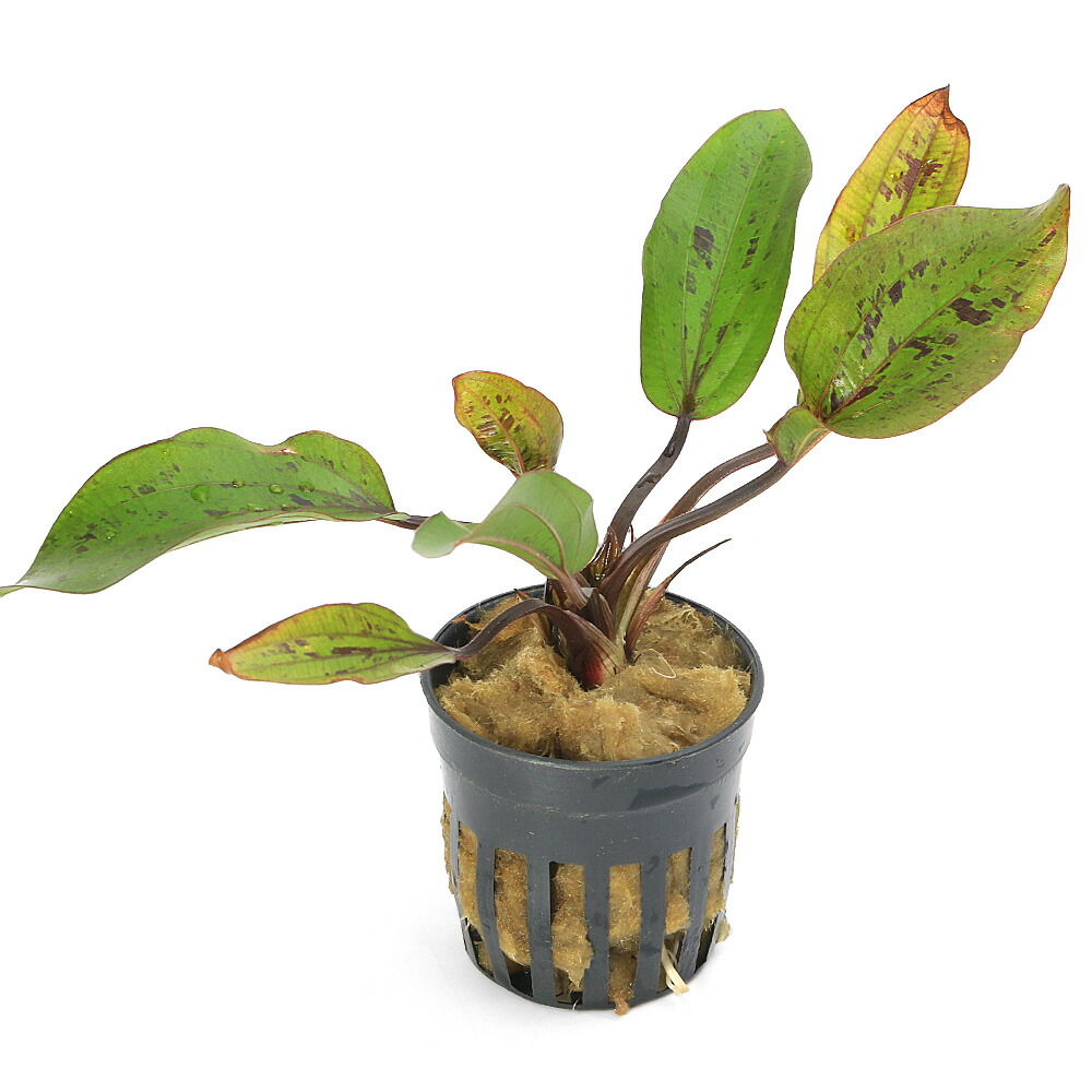 楽天市場】（水草）エキノドルス コーディフォリウス ハイブリッド