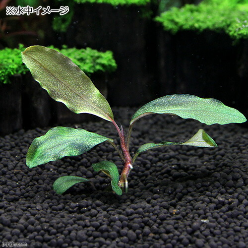 楽天市場】（水草）ブセファランドラsp．Shine Blue