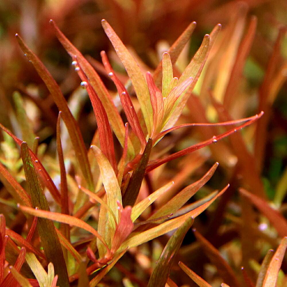 楽天市場】（水草）ロタラsp．香港（水中葉）（無農薬）（5本