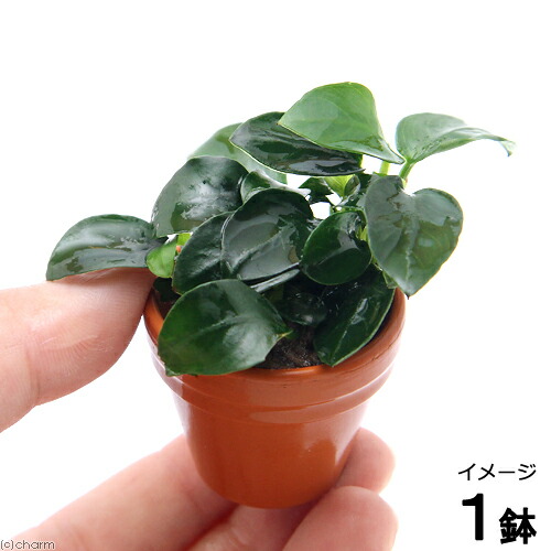 楽天市場】（水草）アヌビアスナナ プチ プチ素焼き鉢（水上葉）（1鉢