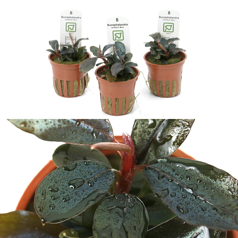 楽天市場】（水草）ブセファランドラ ソルディデュラ ブルー（トロピカ