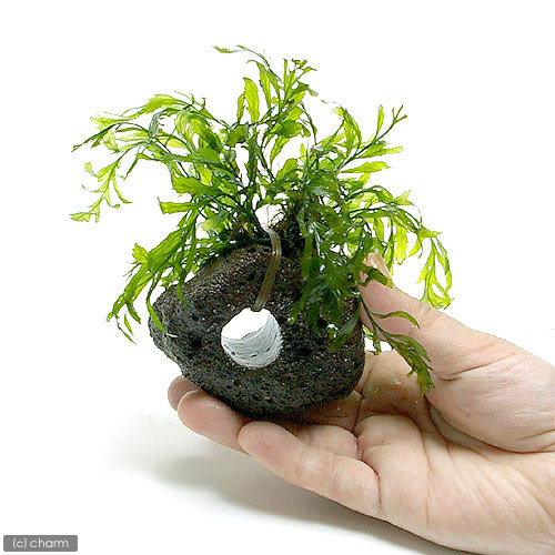 楽天市場】（水草）巻きたて ボルビティス ヒュディロティ 穴あき溶岩