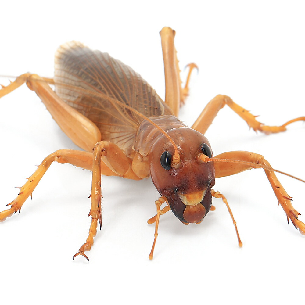 88mm♀】ヨロイコロギス Bradyporus リオック 直翅類 標本 昆虫標本 直