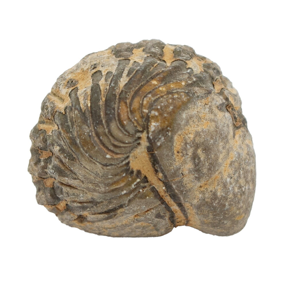 楽天市場】形状お任せ モロッコ産 三葉虫（ファコプス）の化石 S 1個