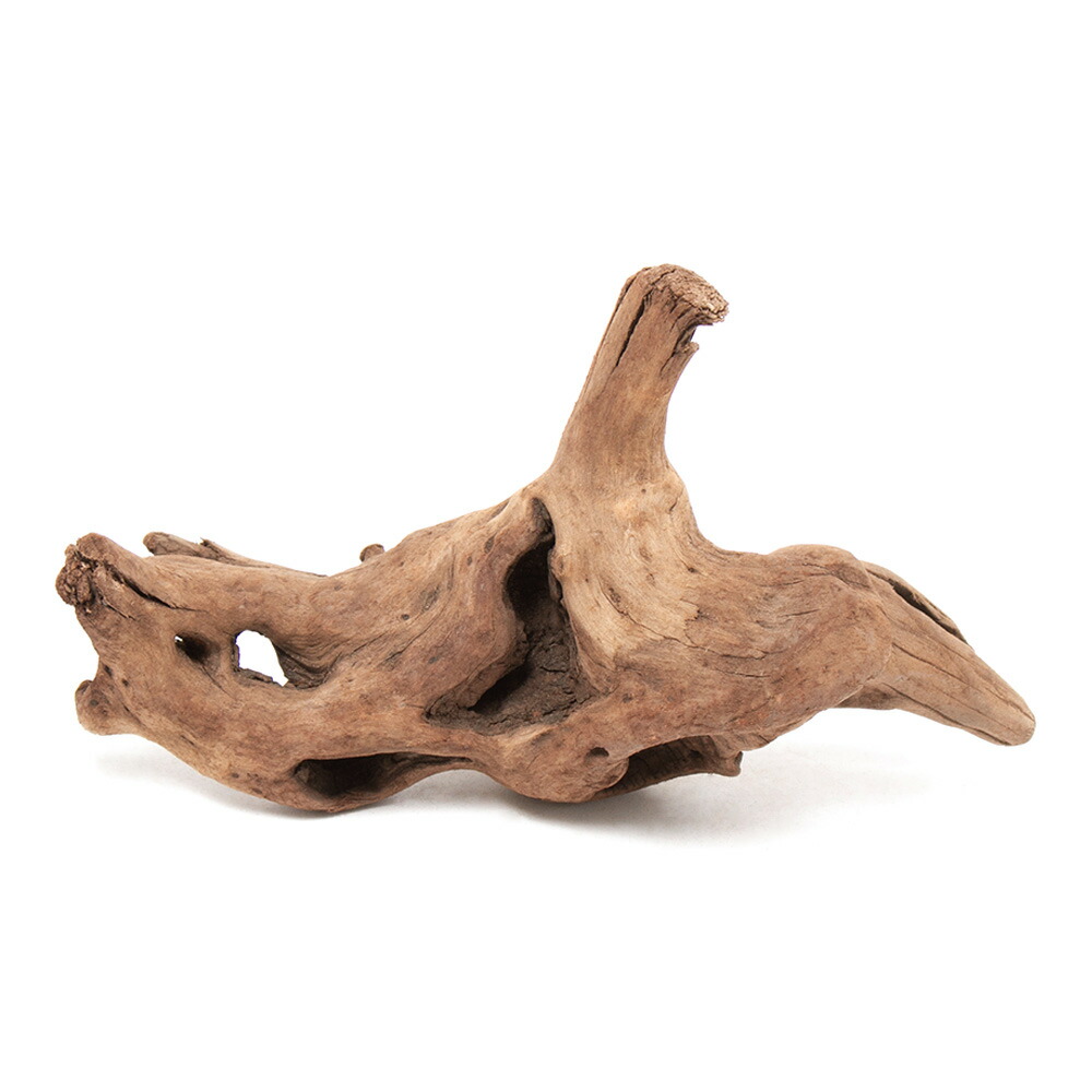 流木 空洞型バニヤン盆栽流木 水槽レイアウト【職人技】 枝流木（020）