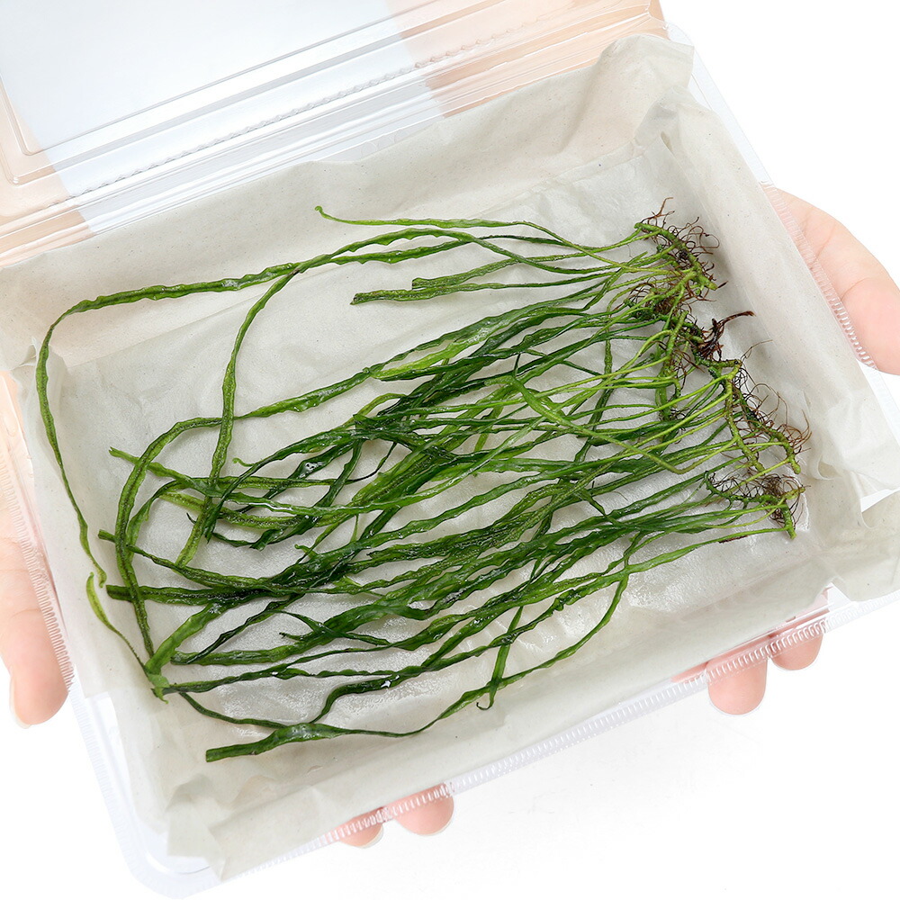 水草）ミクロソリウム 本ナローリーフ（水中葉）（無農薬）（葉数3