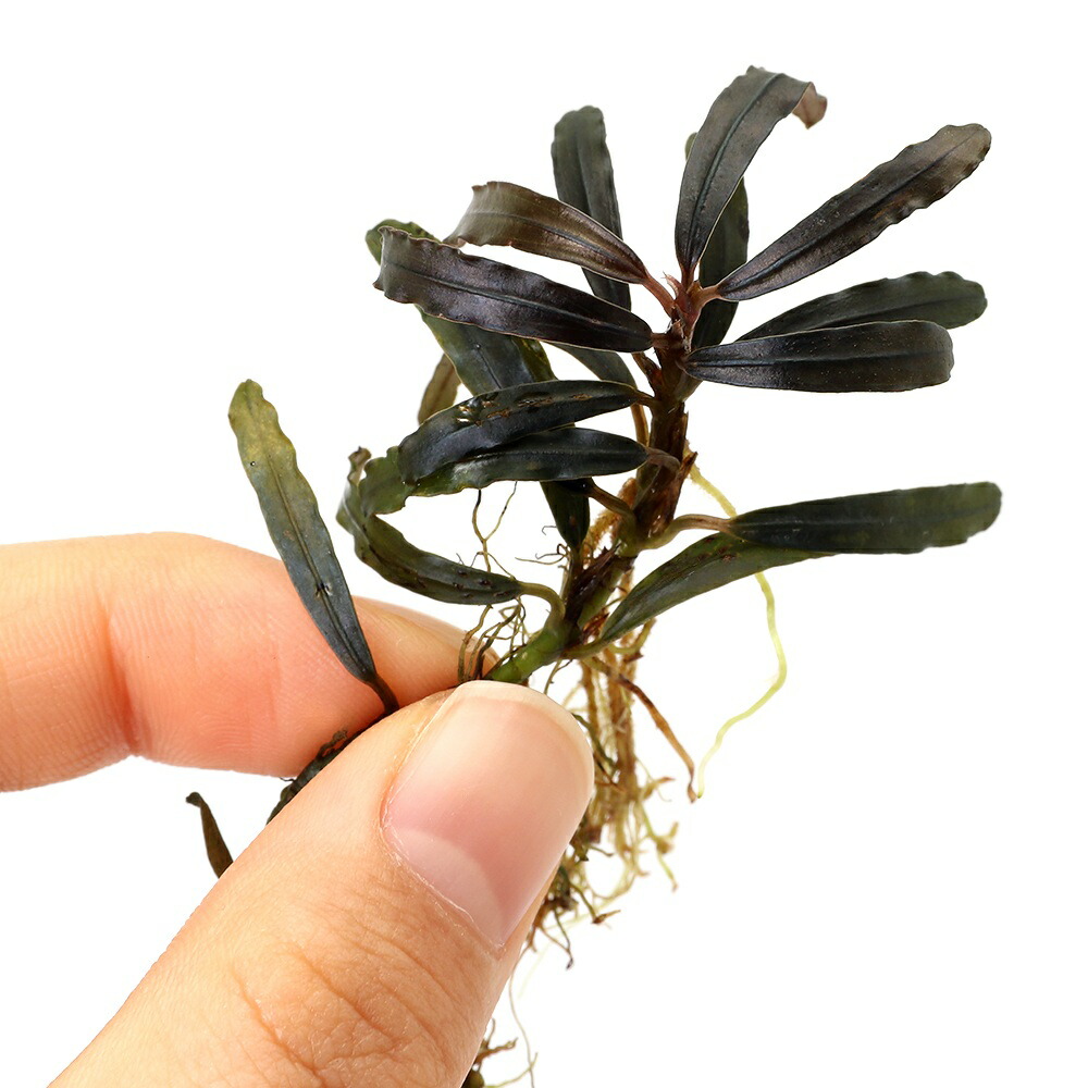 水草 ブセファランドラ」の人気商品一覧 | 安い商品を通販サイトから