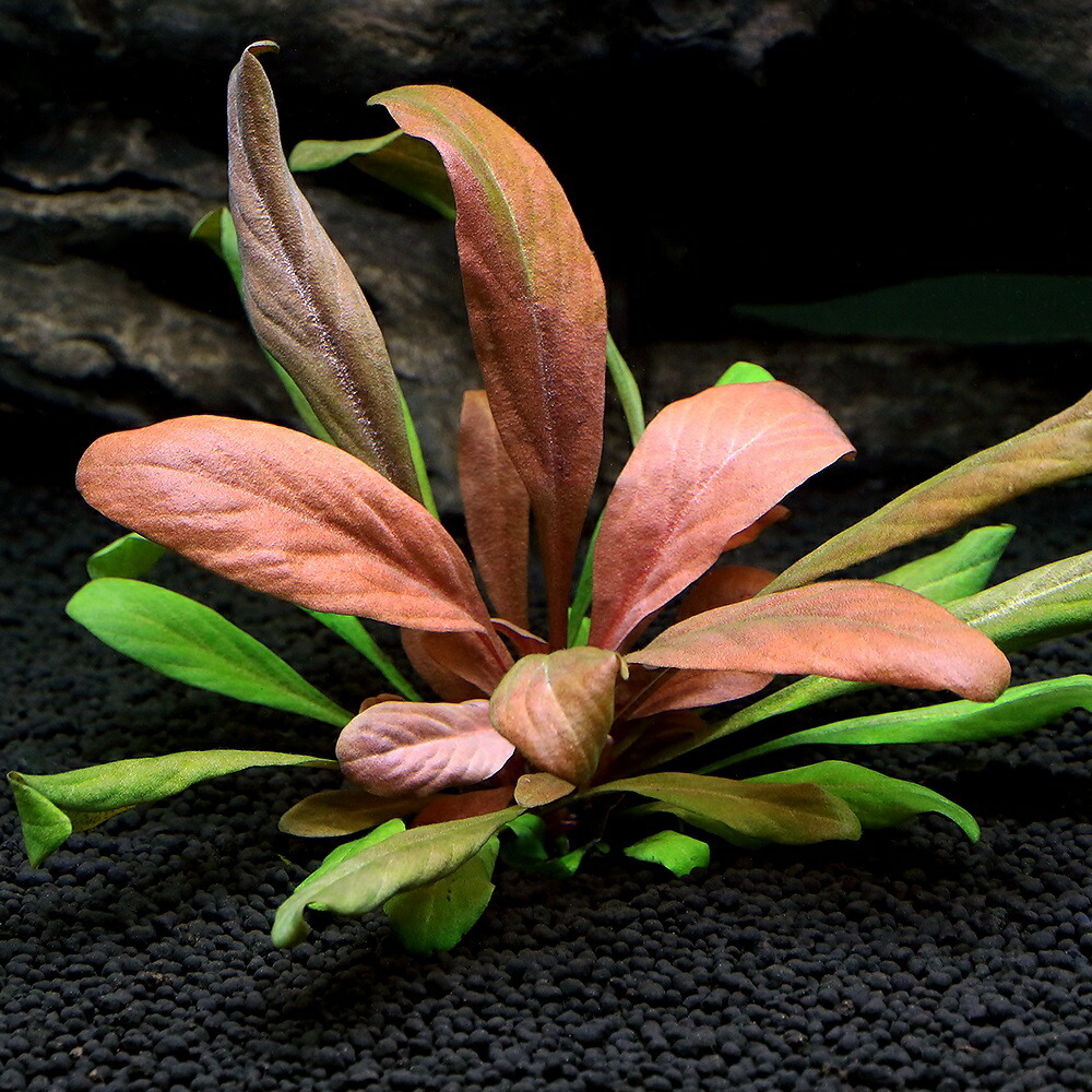 特価xyris sp red水中葉1株 水草 ADA 水槽 キシリス sp. レッド